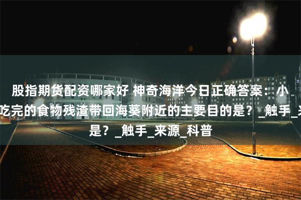 股指期货配资哪家好 神奇海洋今日正确答案:小丑鱼把未吃完的食物残渣带回海葵附近的主要目的是?_触手_来源_科普